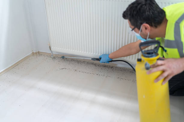 Best Termite Control Services  in Kaanapali, HI